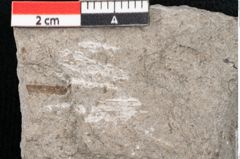 Foto (Detailansicht) von Cystoseira communis Unger (NHMW-GEO-2024-0188-6635)